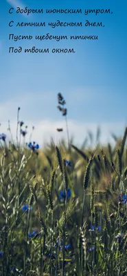 Фотографии, наполненные радостью июльского утра