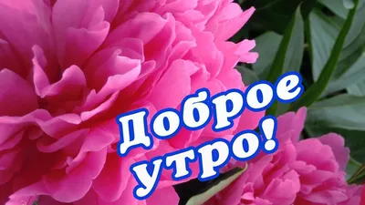 Фото с добрым утром пионы в формате WebP в HD качестве