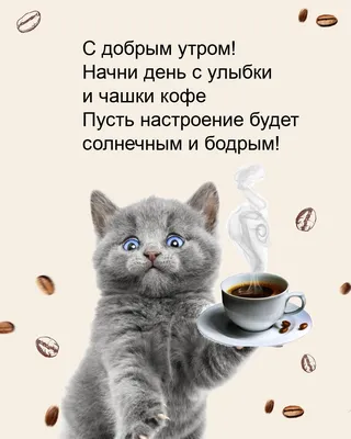 Фото с добрым утром смешные изображения вконтакте