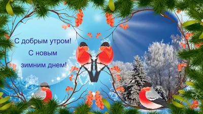 Фото с добрым зимним утром - полезная информация о зимней природе