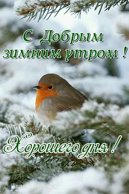Зимнее утро: магия и тишина