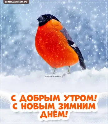 Утренние моменты, запечатленные в зимних фотографиях