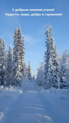 Зимнее утро: красота и вдохновение