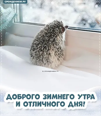 Зимнее утро: красота природы в ее первозданном виде