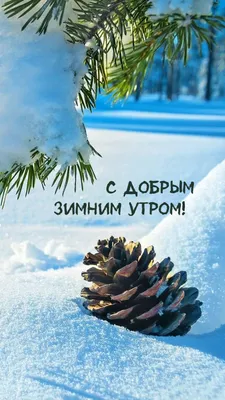 Фото зимнего утра в хорошем качестве