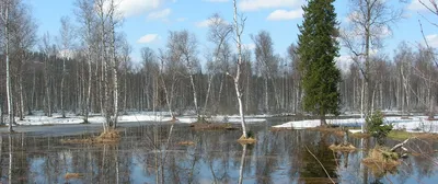 Фото весны с зелеными полями