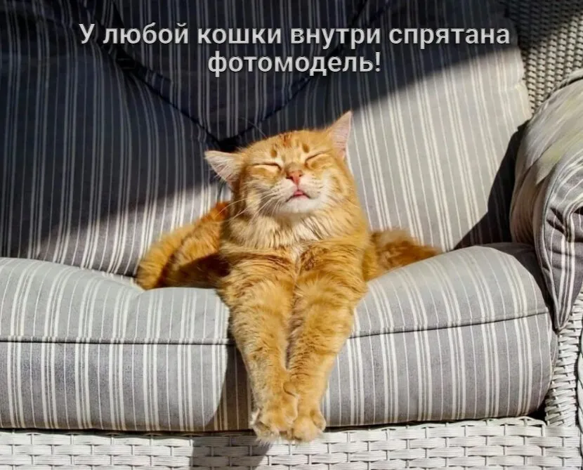 Картинки кошек