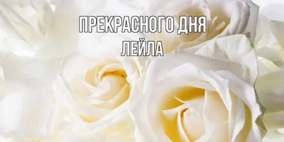 Лейла в фотографиях: умные и веселые надписи