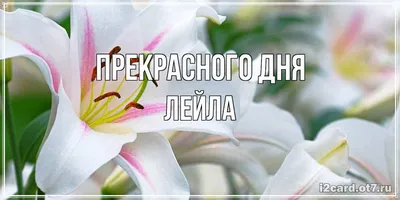 Лейла в фотографиях: умные и веселые надписи