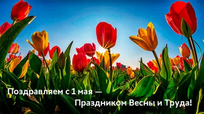 HD фото с праздником Весны и Труда