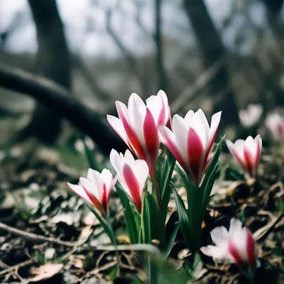 Весенние фотографии для фотографий на стене