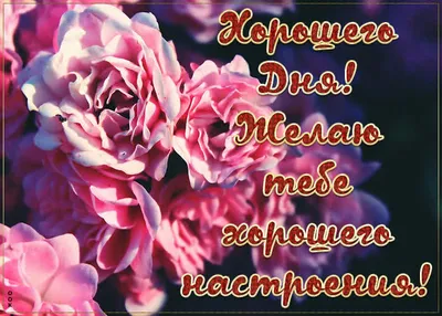 Картинки с цветами хорошего дня: скачать бесплатно в хорошем качестве