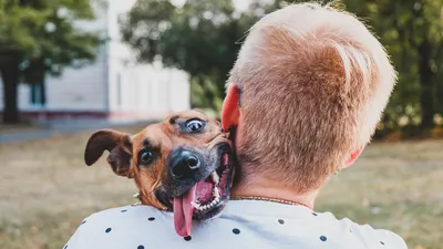 Смех и веселье: 20 фотографий смешных собак