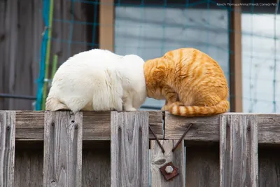 Фото самых смешных котов для всех возрастов