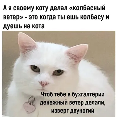 Лучшие смешные изображения для скачивания в хорошем качестве: JPG, PNG, WebP