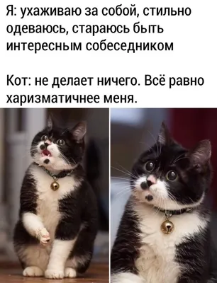 Веселые коты и кошки на фото: наслаждайтесь моментами смеха