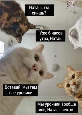 Фотки смешных котов и кошек в формате JPG