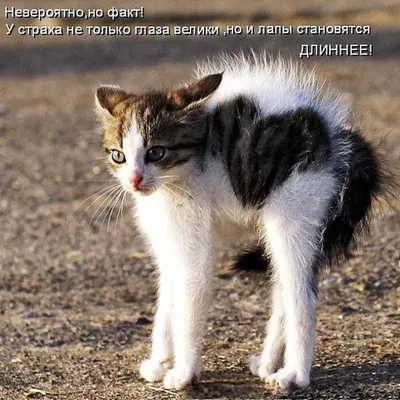 Фотографии смешных зверей для скачивания