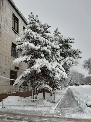 Фотографии снежной весны с заснеженными деревьями