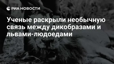 30) Львы на изображениях в хорошем качестве