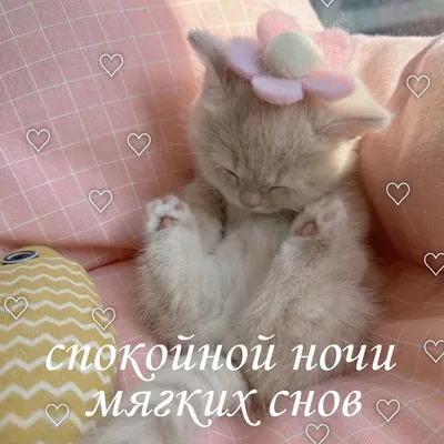 Котенок желает спокойной ночи