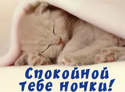 Котенок желает спокойной ночи - скачать изображение