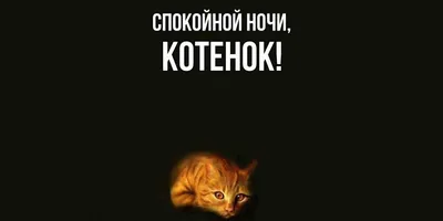 Котенок на ночь: милые изображения для спокойного отдыха