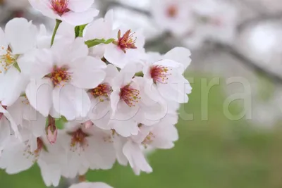 Удивительные краски цветущей сакуры весной