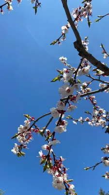 Фотографии прекрасной сакуры весной