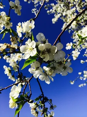 Красочные изображения весны для скачивания