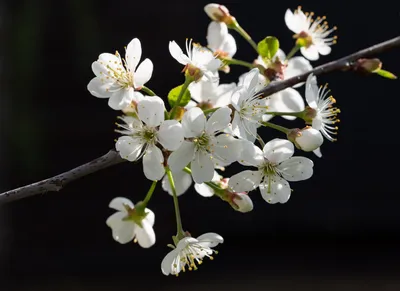 Картинки весны для вдохновения