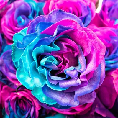 Фото фиолетовых цветов в разных разрешениях