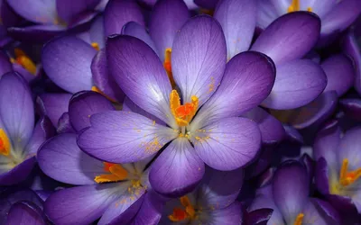 Скачать бесплатно фото фиолетовых цветов