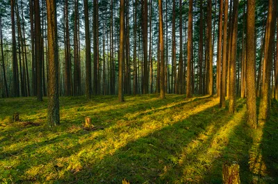 Фото утреннего леса: Картинки в HD качестве