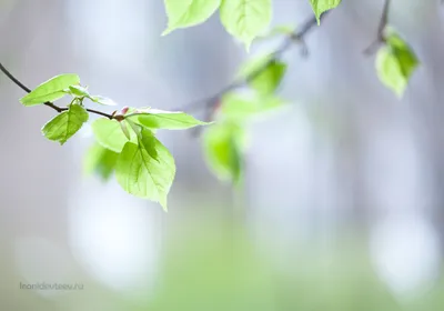 Весенние картинки: моменты тишины и гармонии