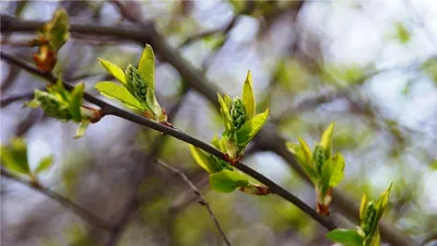 Великолепие природы: весенние деревья в объективе