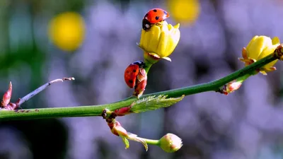 Вдохновляющие фотографии весны для вашего телефона