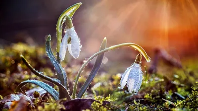 Фотографии весны для бесплатного скачивания