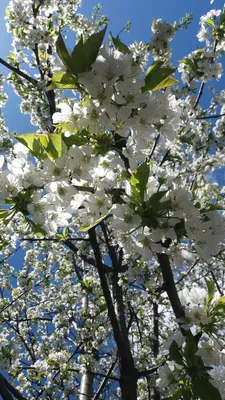 Весенние пейзажи: волшебство природы на фото