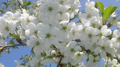 Фотографии весенней природы, которые заставят вас улыбнуться