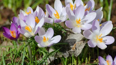 Весенние впечатления: фотографии природы весной