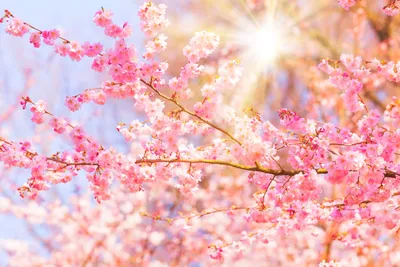 Картинки весна цветущие деревья  фото