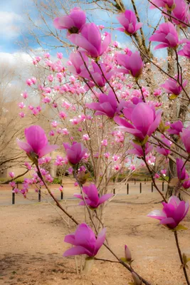 Весенний марш: картины с цветущими деревьями, словно идущими в ногу с природой