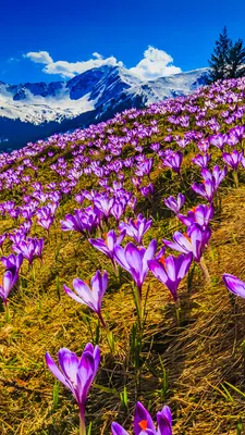 Весенние цветы в объективе фотокамеры