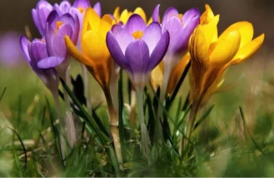 Фото весны с цветами - лучшие изображения