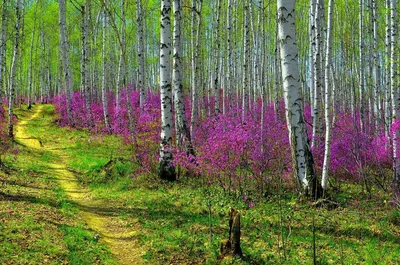 Весенние краски: фотографии российской природы