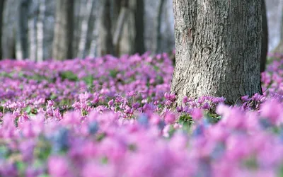 Фотографии весны в 4K разрешении