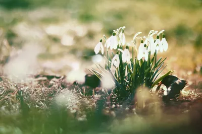 Фотографии весны в 4K разрешении