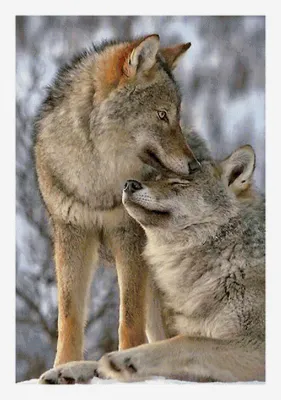 Картинки волки любовь  фото