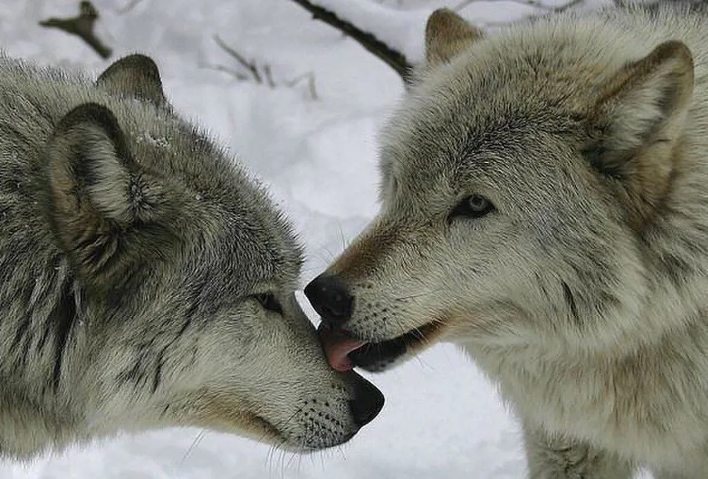 картинки волки любовь